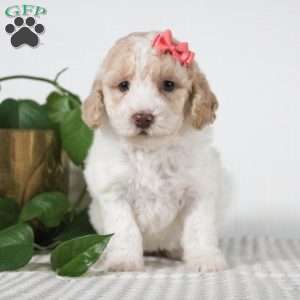 Carmel, Miniature Poodle Puppy